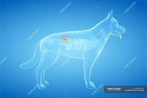Anatomy Of Dog Kidneys In Transparent Body Computer Illustration