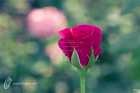 Download Rose Beauty Bud Flower Single Pink Nature Hd Wallpaper