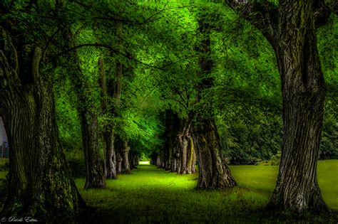 Green Trees In The Park By Patrik Estius