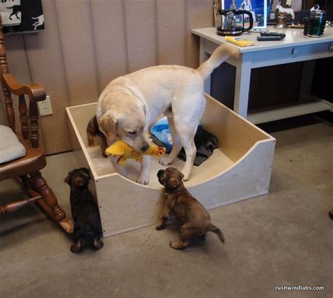 337 pulls the reader in before even opening the book. INDY AND BANKS PUPPIES - Rushwind Labradors & Border Terriers