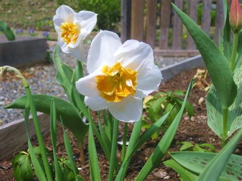 We did not find results for: First Aid for Non-Blooming Daffodils