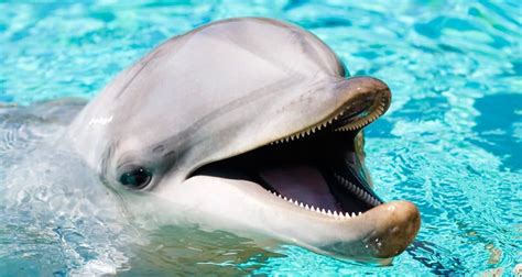 Delfines Características Alimentación Especies Habitat Y Su Inteligencia