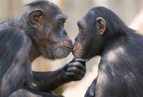 Sex For Meat How Chimps Seduce Their Mates The Independent