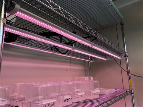 4) of the undifferentiated plant cell is generally centrally located; LED Grow Light for Plant Tissue Culture - Atop Lighting