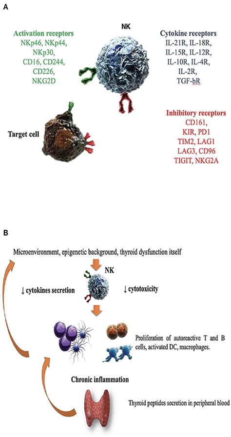 Frontiers Immunological Drivers In Graves Disease Nk Cells As A
