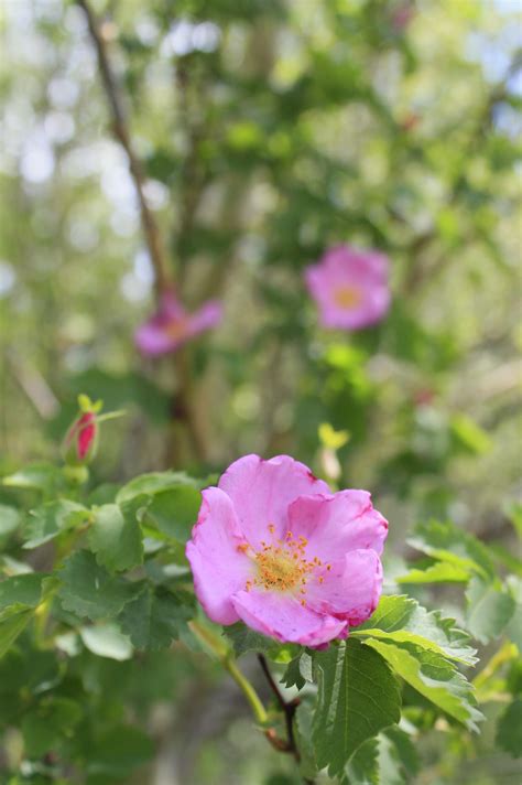 6 Native Flowers In The Meewasin Valley That Have Indigenous Roots