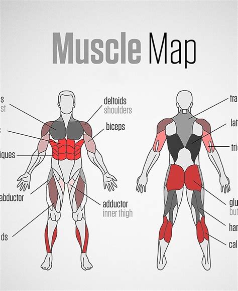 The upper arm is located between the shoulder joint and elbow joint. Arm Muscles Map / Gluteus Minimus Muscles Anatomy Map ...