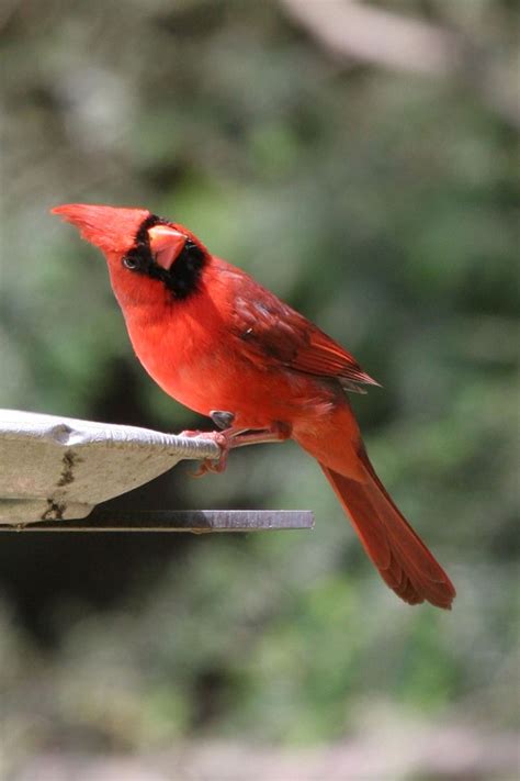 17 Best Images About Birds Of Indiana On Pinterest