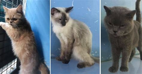Balinese Cat Adoption – Cute of Animals