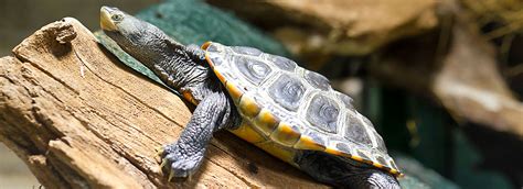 Box turtle can grow to the size of 8 inches. Setup for New Turtle or Tortoise | PetSmart