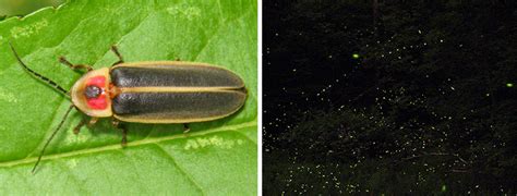 Firefly Conservation Xerces Society