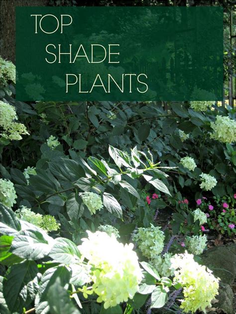 Best 25 Plants For Shady Areas Ideas On Pinterest Shade Plants Best