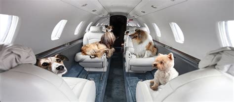 No.48, 3rd cross, 2nd main, dena colony, ganganagar, bangalore, 560032, india. Pet Home Relocation Services at Swift Courier Logistics Movers