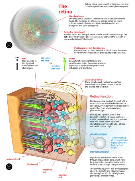 How The Human Eye Works Animagraffs