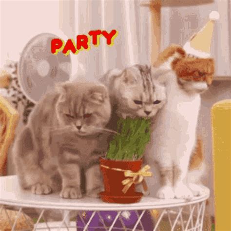 Party Cats Birthday Cats  Partycats Birthdaycats Surinoel