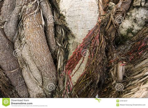 Texture Of The Root Form Old Giant Tree Royalty Free Stock Photography