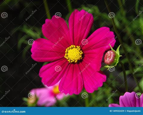 Dark Pink Chrysanthemum Daisy Lower Stock Image Image Of Beauuty