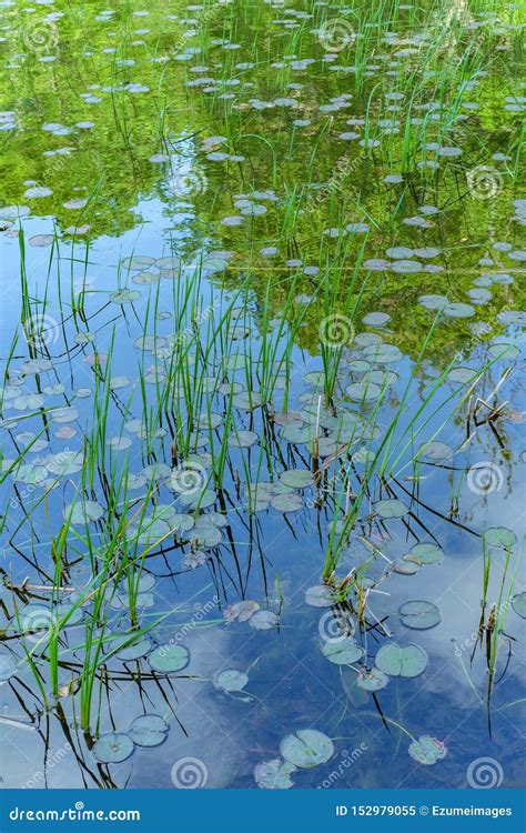 Reeds Waterlilies Lake Stock Image Image Of Growing 152979055