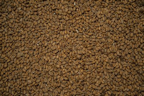 Wheat Grains Free Stock Photo Public Domain Pictures