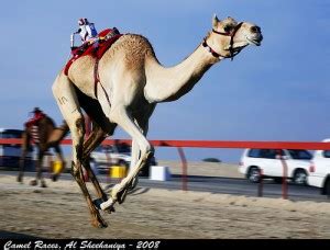 Robots, designed in switzerland, riding camels in the arabian desert. When technology helps end child labour: the crazy race of ...