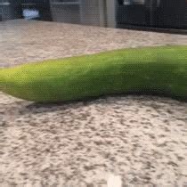 Turtle Cucumber Gif Turtle Cucumber Discover Share Gifs