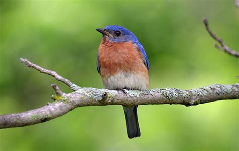 Eastern Bluebird Birds And Blooms