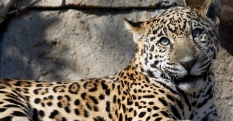 Foto Hewan Jaguar