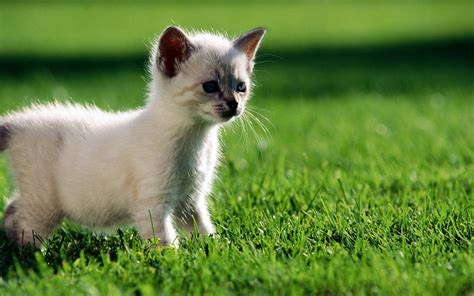 Cute Cats 4 Pets Cute And Docile