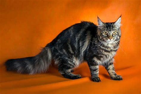 Interested in owning a maine coon cat and want to know more about them? Maine Coon Cat Guide - tips, care and features - All Pet Care
