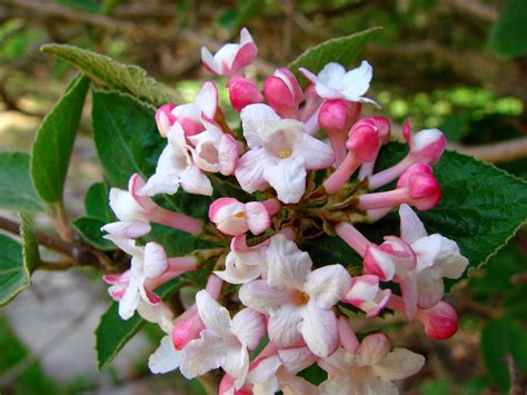 The exotic ruffled pink looks like pink azelea double flowers. Spring Blooms | Spring blooms, Bloom, Flowers