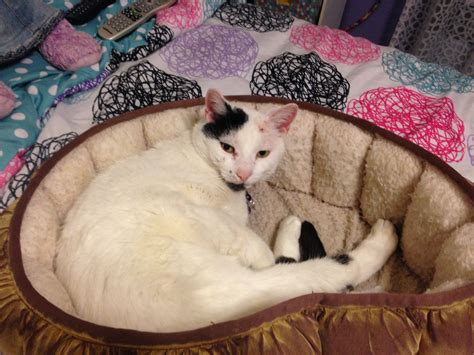 The Purrfect Petsitter | Serving Huntington and vicinity