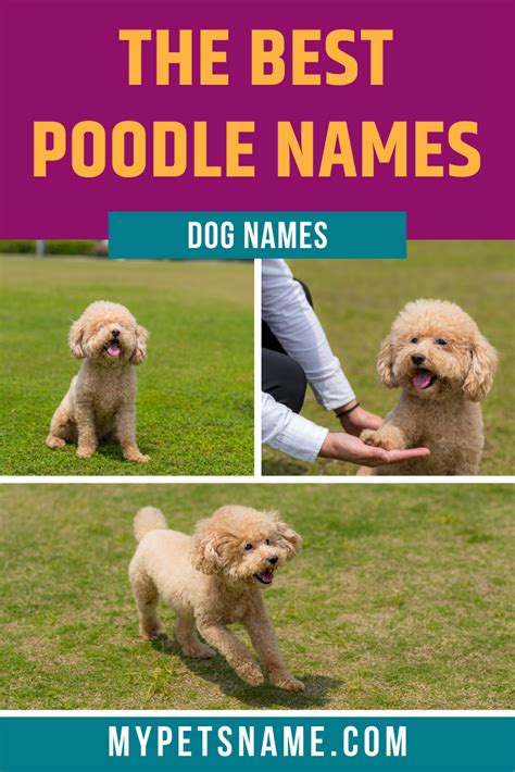 Best Poodle Names Poodle Names Best Dog Names Dog Names