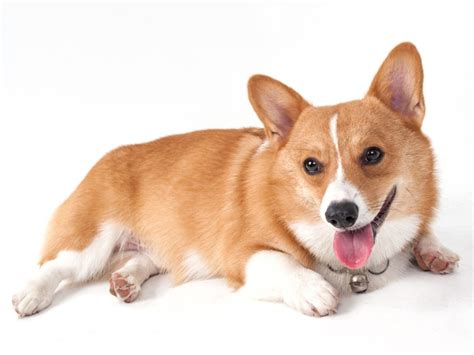 Pembroke Welsh Corgi Breed Information And Care Guide All Things Dogs