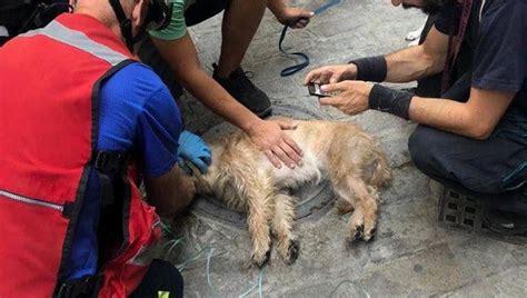 This is bomberos sevilla by miradas por el cambio on vimeo, the home for high quality videos and the people who love them. Los Bomberos de Sevilla reaniman a un perro que estaba ...