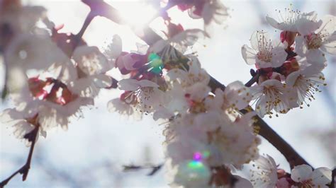 Beautiful Nature Scene With Blooming Tree And Sun Flare Spring Flowers