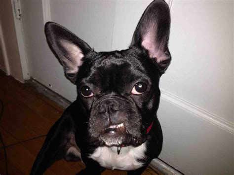 For example the bulldog's distinctive short face and snout. My dog Krypto is a two year old French bulldog/Boston a ...