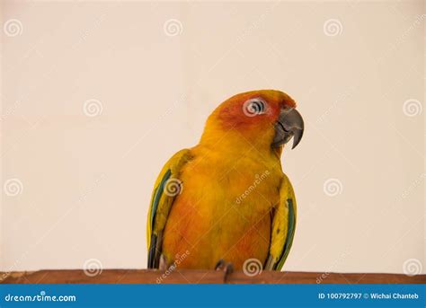Sun Conure Parrot Close Up Beautiful Yellow Parrot Stock Image