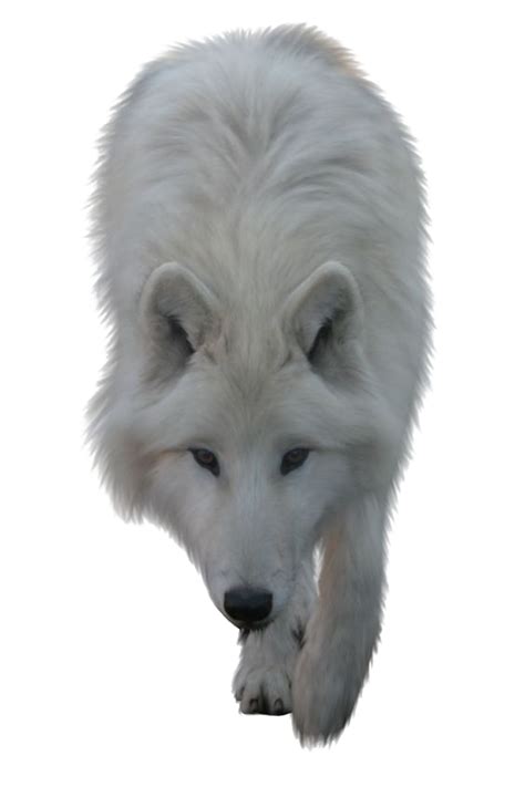 Arctic Wolf Clip Art White Wolf Png Download 564846 Free