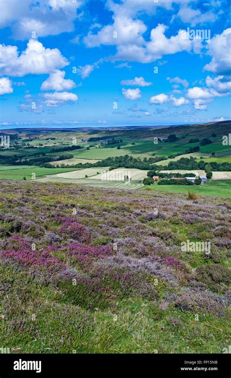 Purple Heather In Flower North York Moors National Park Hi Res Stock