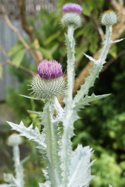 Cotton Thistle Utah State Noxious Weed Guide · Naturalista Mexico