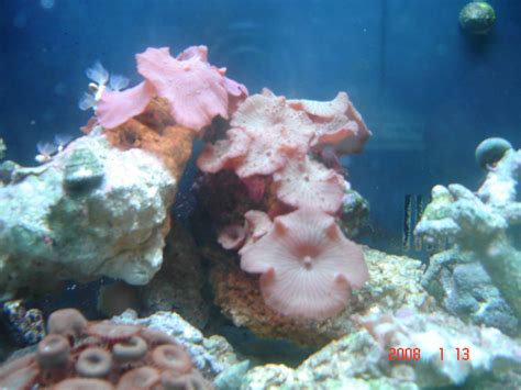 My Mushrooms Tank Shots Nano Reef Community