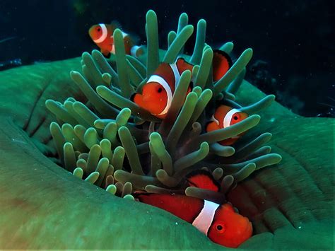 Clown Anemonefish Moalboal Reef Species