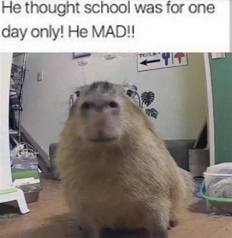 He Thought School Was For One Day Only He Mad Know Your Meme