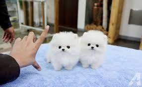 This is the place for pom owners to help each other out. Image result for teacup pomeranian puppies for sale $250 ...