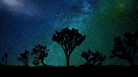 Starry Sky Milky Way Tree Horizon Coast Night 4k Hd Wallpaper