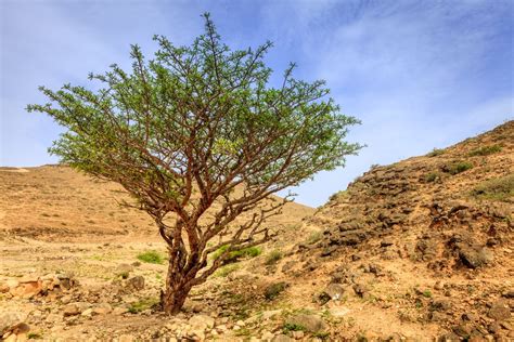 21 Interesting Facts About Oman The Land Of Frankincense Atlas And Boots