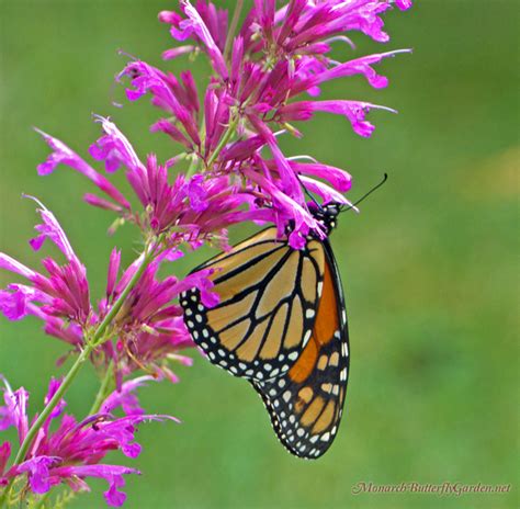 What flowers attract butterflies and % hummingbirds? 7 Butterfly Flowers for Monarchs...and Hummingbirds!