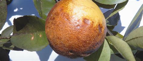 Searles Citrus Pest And Disease Problems Solutions To Citrus Problems