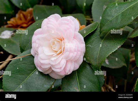 Camellia Ave Maria In Bloom In A Garden Stock Photo Alamy