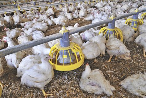Poultry Sector Resumes Vigilance Over Avian Influenza Farmtario